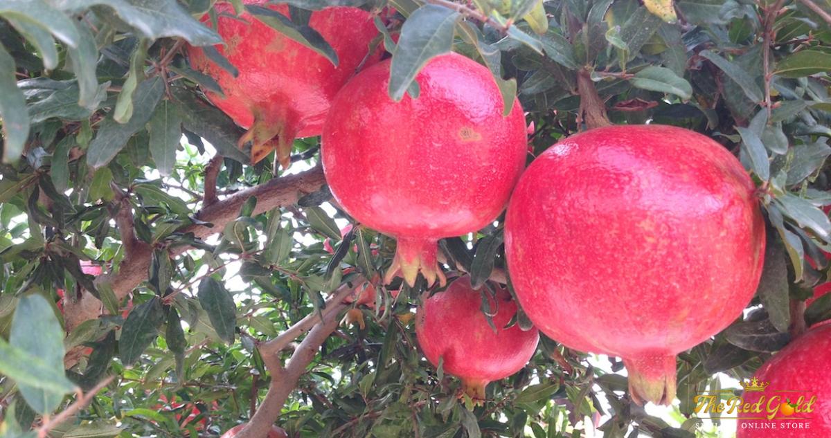 Melograno locale | The Red Gold